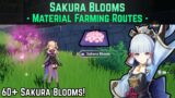 Sakura Bloom Farming Routes (60+ Available to Collect!) | Genshin Impact