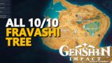 Fravashi Tree Genshin Impact All 10/10