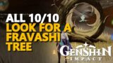 Look for a Fravashi Tree Genshin Impact
